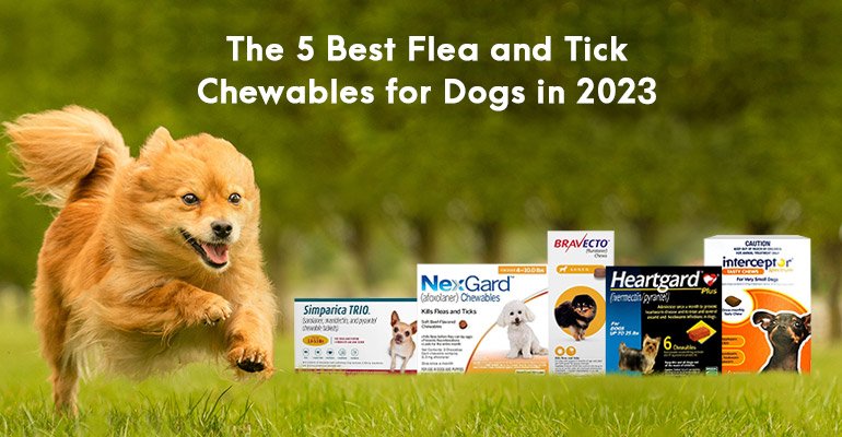 The 5 Best Flea and Tick Chewables for Dogs in 2021