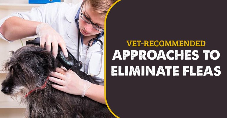 Vet-Recommended Approaches To Eliminate Fleas