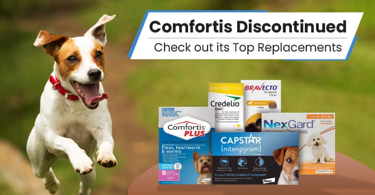Comfortis Discontinued: Check out its Top Replacements