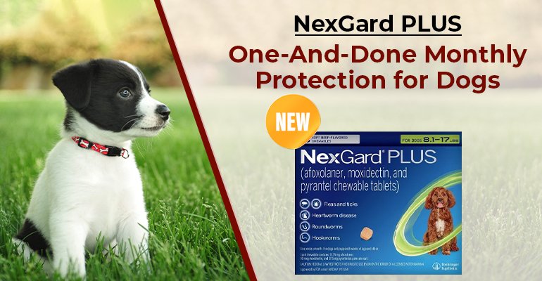 NexGard PLUS: One-And-Done Monthly Protection for Dogs