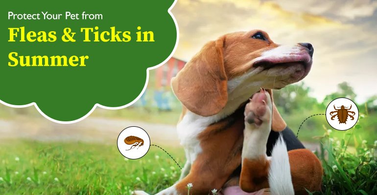 Protect Your Pet from Fleas & Ticks in Summer