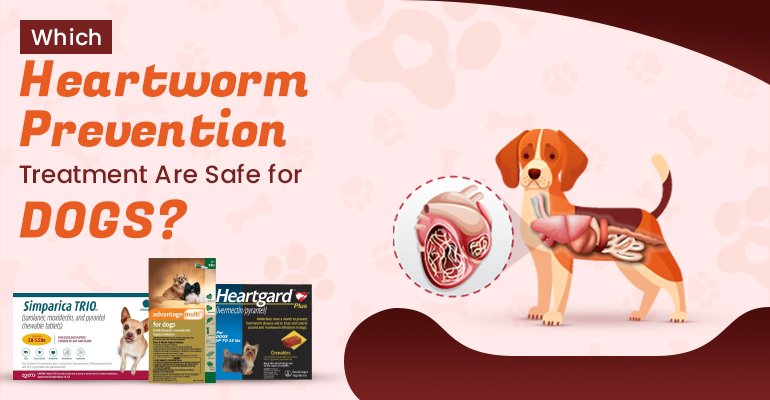 Which Heartworm Prevention Treatments Are Safe for Dogs?