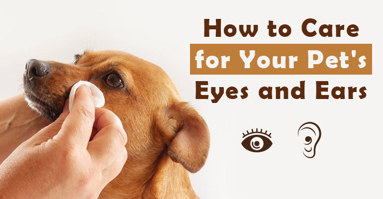 How to Care for Your Pet's Eyes and Ears