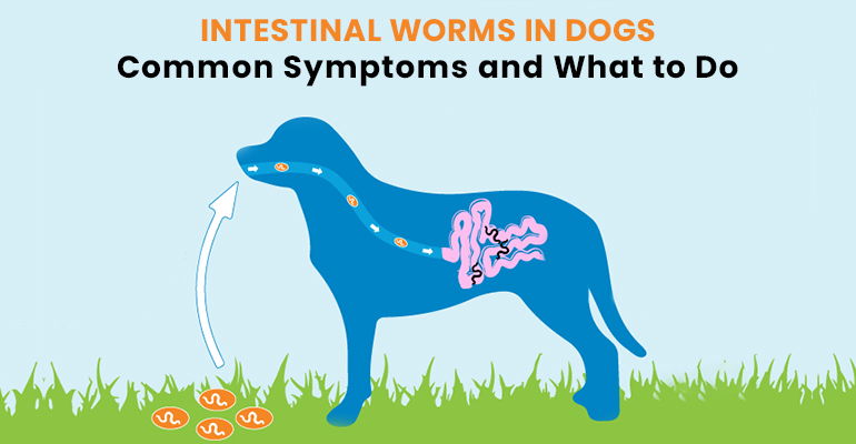 Intestinal Worms in Dogs : Common Symptoms and What to Do