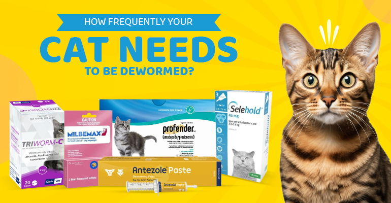 How Frequently Your Cat Needs to Be Dewormed?