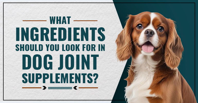 What Ingredients Should You Look for in Dog Joint Supplements?