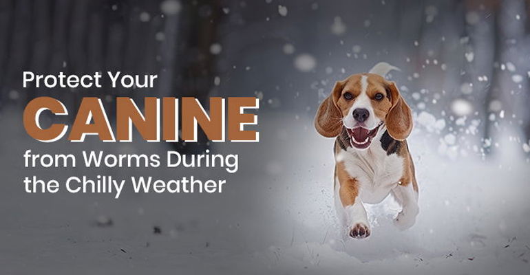 Protect Your Canine from Worms During the Chilly Weather