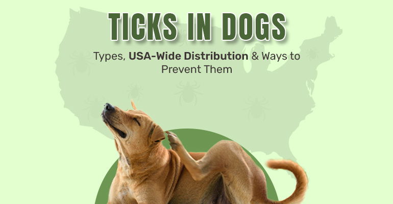 Ticks in Dogs: Types, USA-Wide Distribution & Ways to Prevent Them