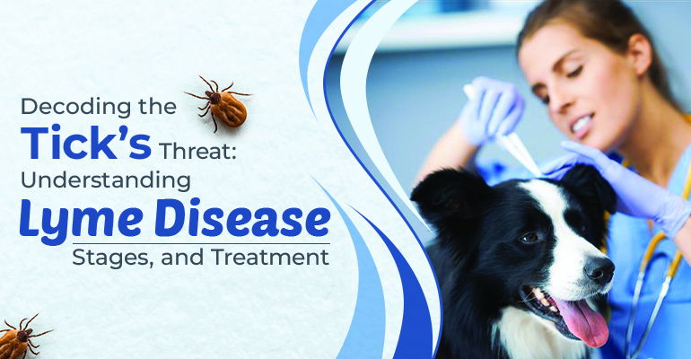 Decoding the Tick’s Threat: Understanding Lyme Disease, Stages, and Treatment