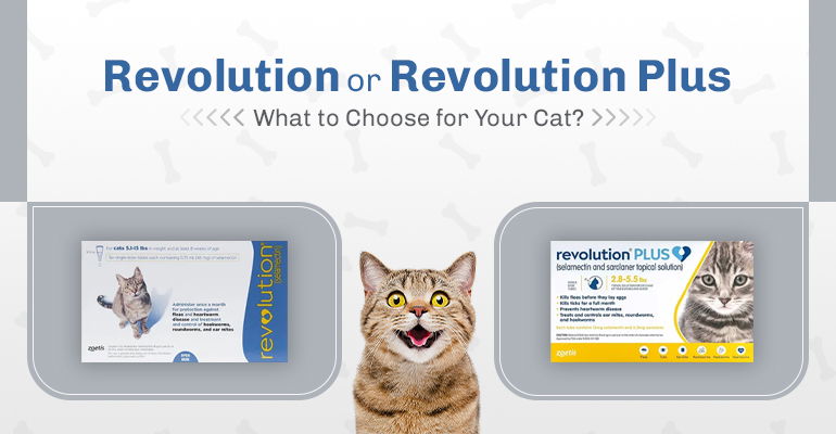 Revolution or Revolution Plus – What to Choose for Your Cat?
